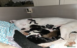Staffordshire Bull Terrier dogs for sale: Staffie x Cockapoo puppies - Image 9