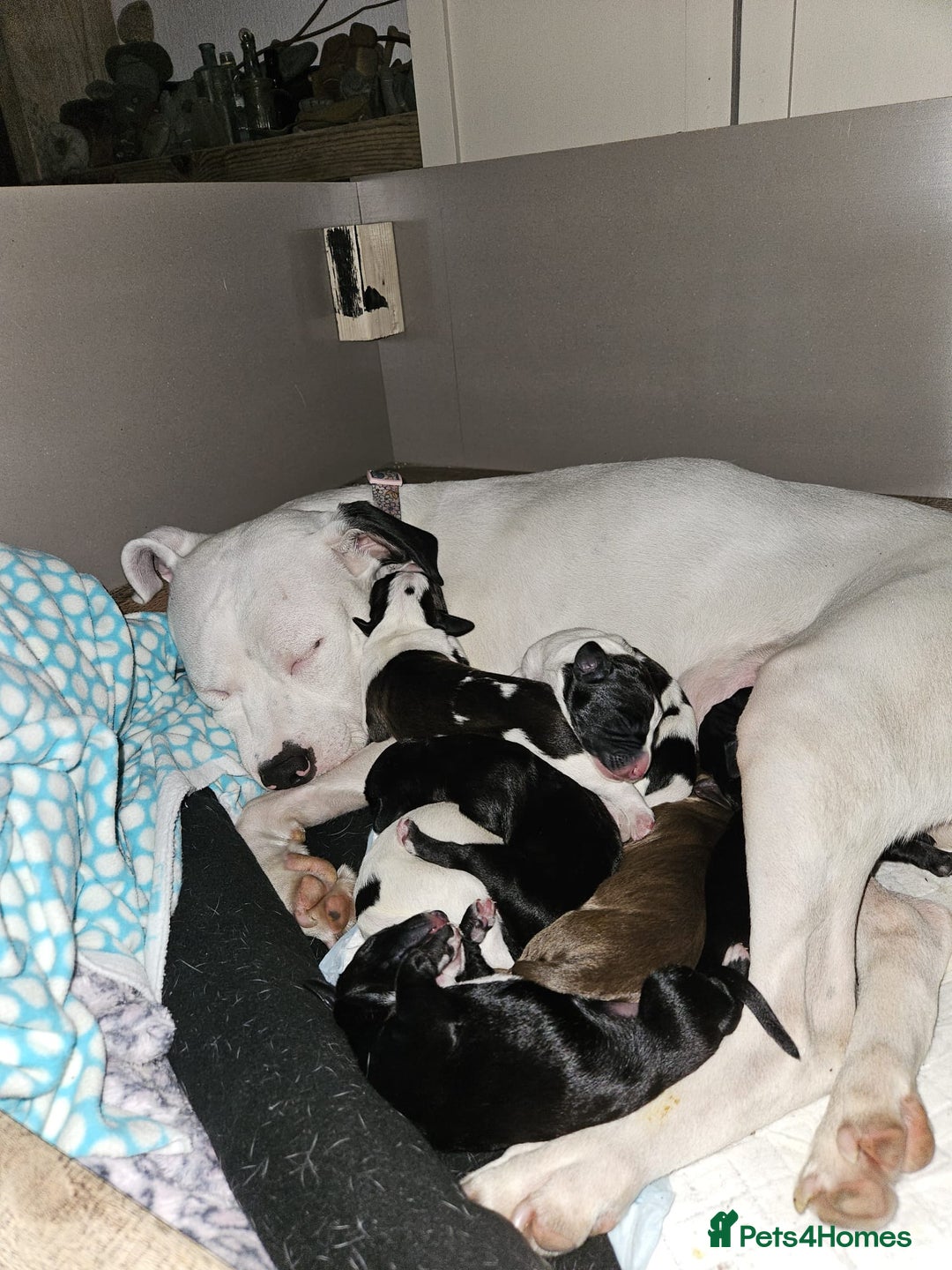 Staffordshire Bull Terrier dogs for sale: Staffie x Cockapoo puppies - Image 9