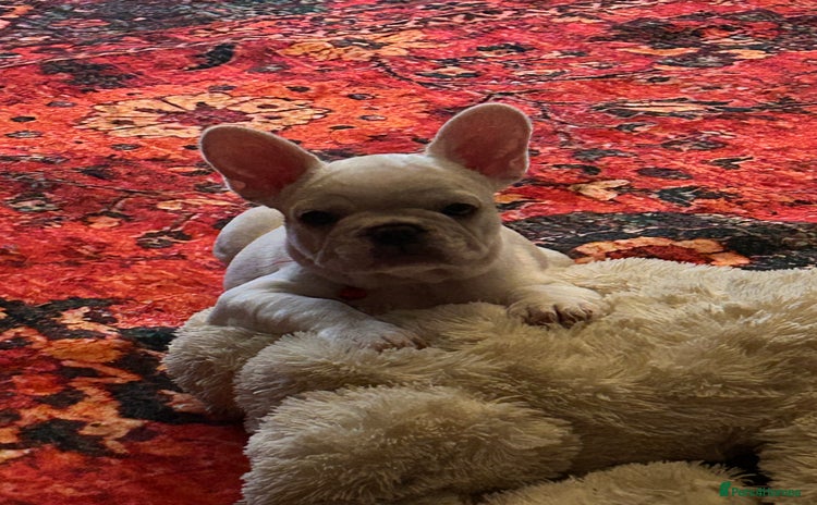 French Bulldog dogs - Advert 3