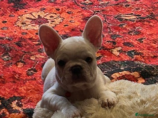 French Bulldog dogs - Advert 34