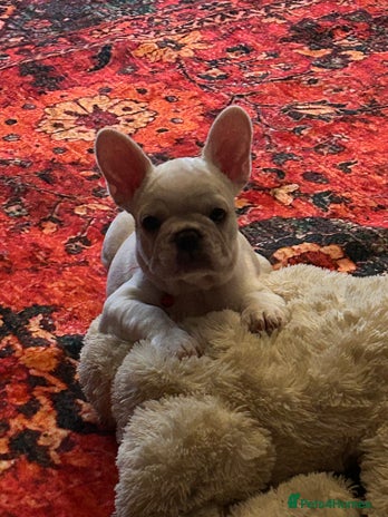 French Bulldog dogs - Advert 3