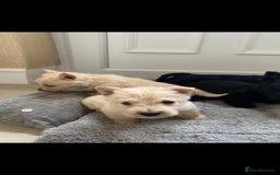 Scottish Terrier dogs for sale: Scottish terrier Puppies  - Advert 4