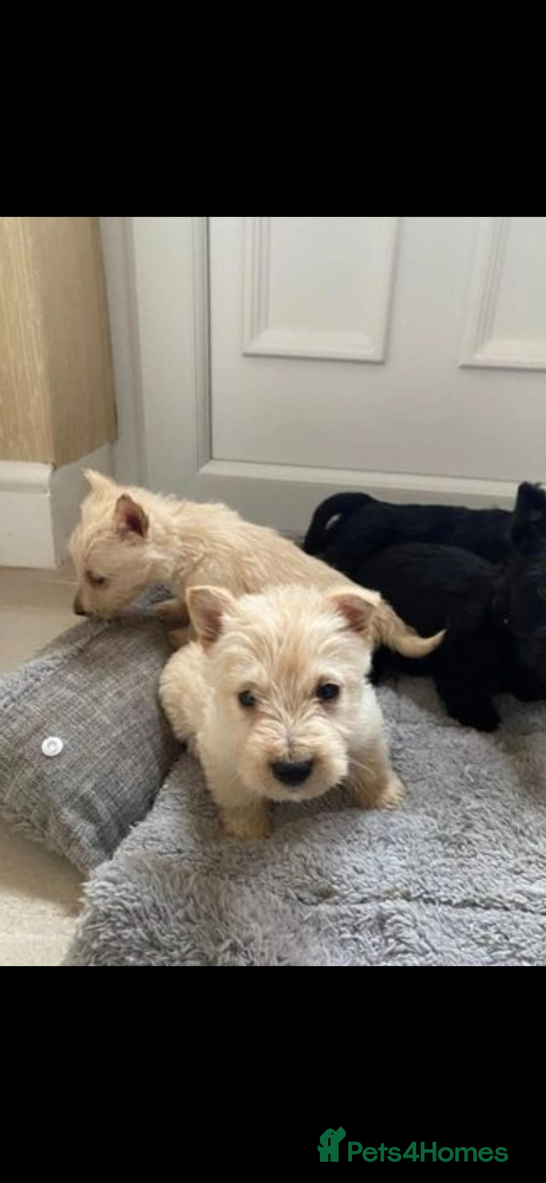 Scottish Terrier dogs for sale: Scottish terrier Puppies  - Advert 4