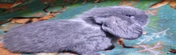 Mini Lop rabbits for sale: Baby Mini Lops - Advert 37