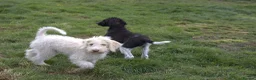 Labradoodle dogs for sale: 🌈 Stunning Standard, parti F1b Labradoodles, 🌈  - Advert 9