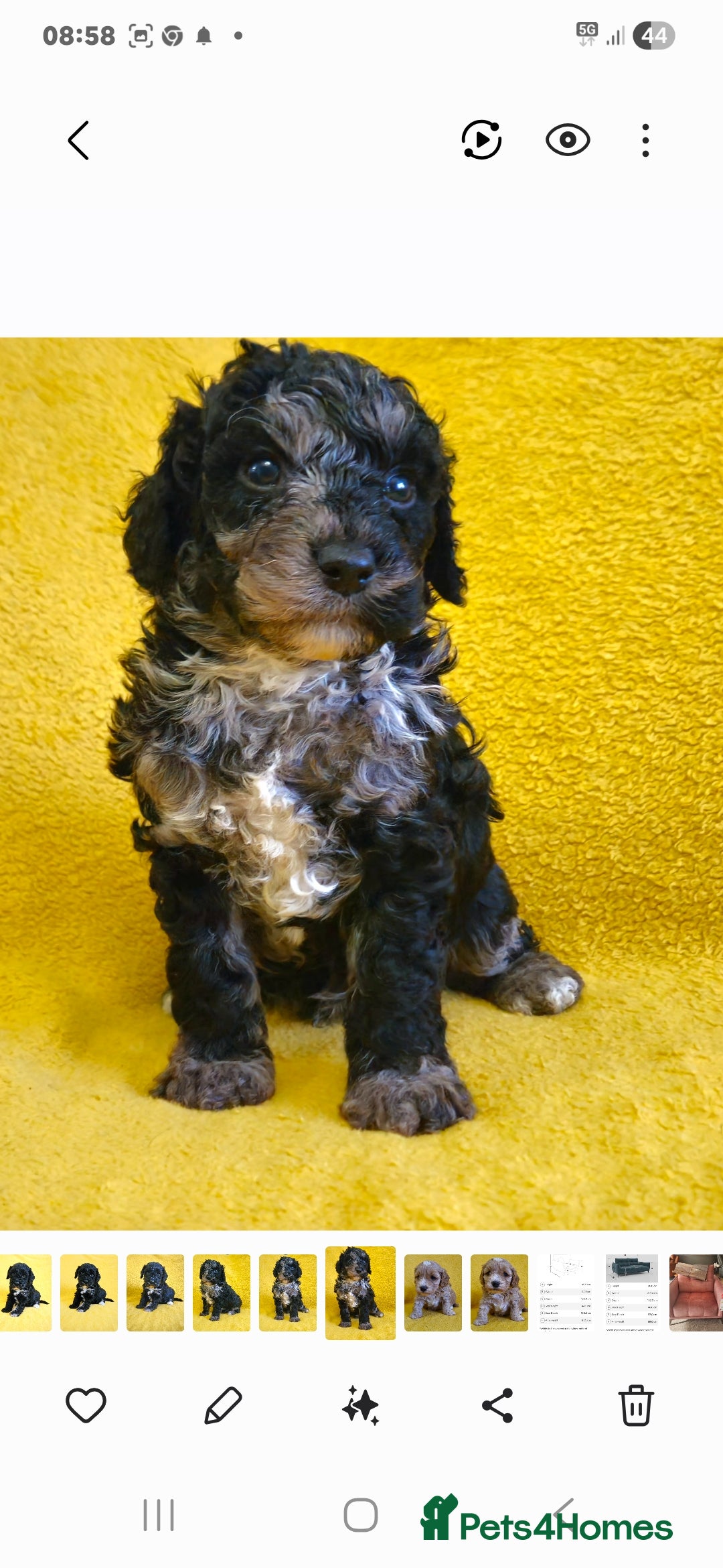 Cockapoo dogs  F1b Rare toy  cockerpoos  - Advert 4