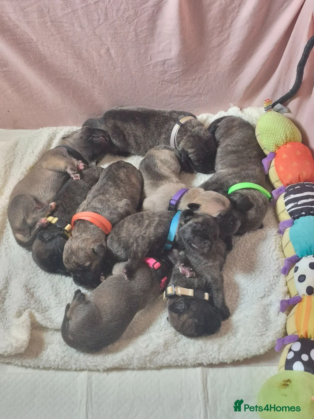 Mixed Breed dogs for sale: Boerso Babies  - Advert 1