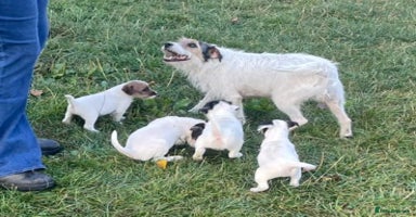 Parson Russell dogs - Advert 7