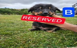 Mixed Breed dogs for sale: Girl TRI- due to unforseen circumstances - Image 26
