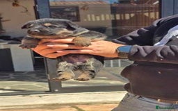 German Shepherd dogs for sale: German Shepherd Puppies - Image 6