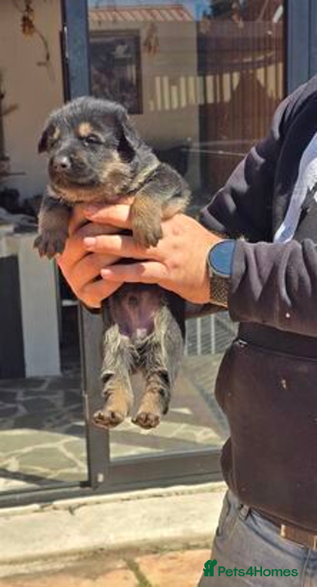 German Shepherd dogs for sale: German Shepherd Puppies - Image 6