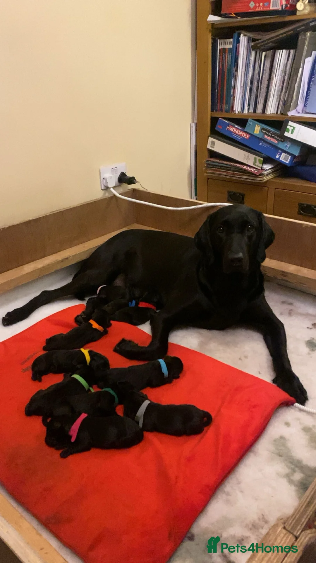 Labrador Retriever dogs for sale: Beautiful Black Labrador KC registered  - Advert 4