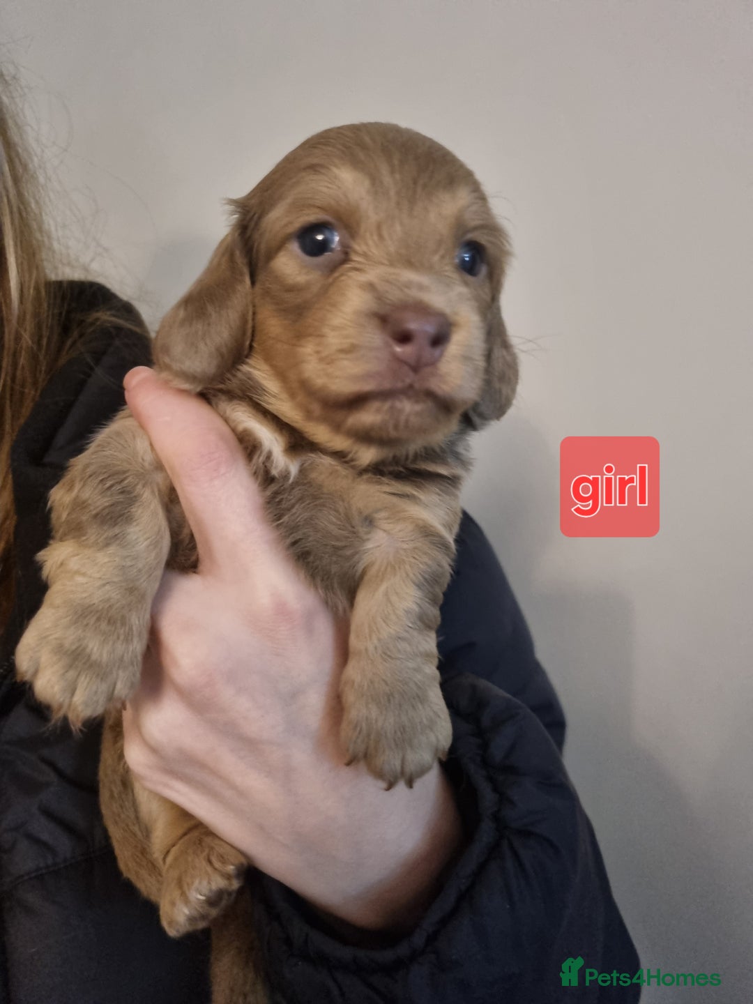 Miniature Dachshund dogs for sale:   Long haired  dachshunds puppies  top quality  - Image 21
