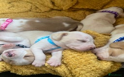 Beagle dogs for sale: Beautiful pedigree beagle pups - Image 2