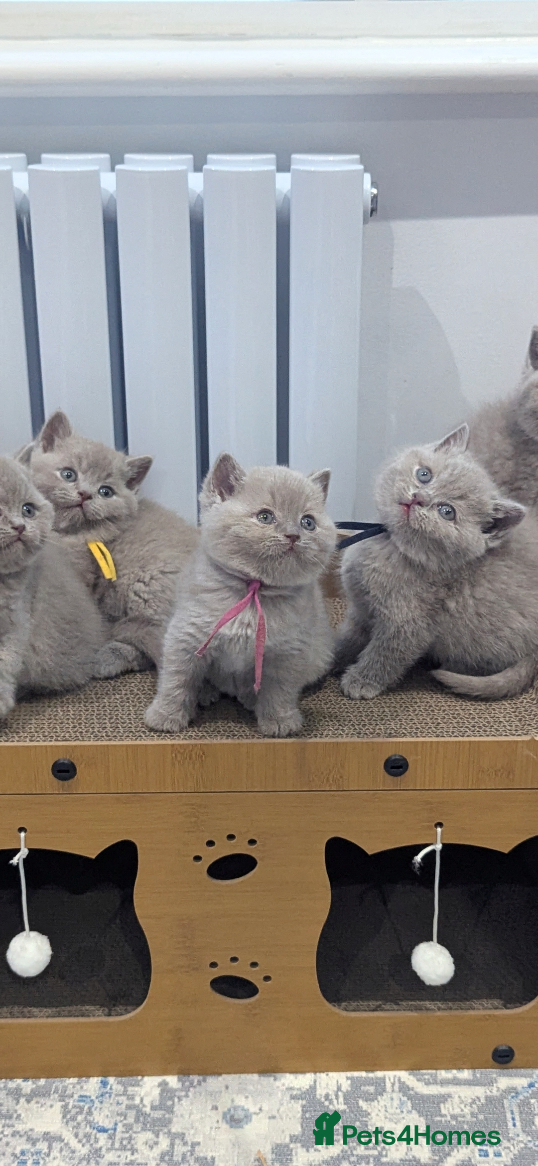 British Shorthair cats for sale: 6 beautiful rare FAWN British Shorthair Kittens ✨ - Advert 15