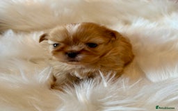 Shih Tzu dogs for sale: Stunning Imperial Shih Tzu’s  - Image 4