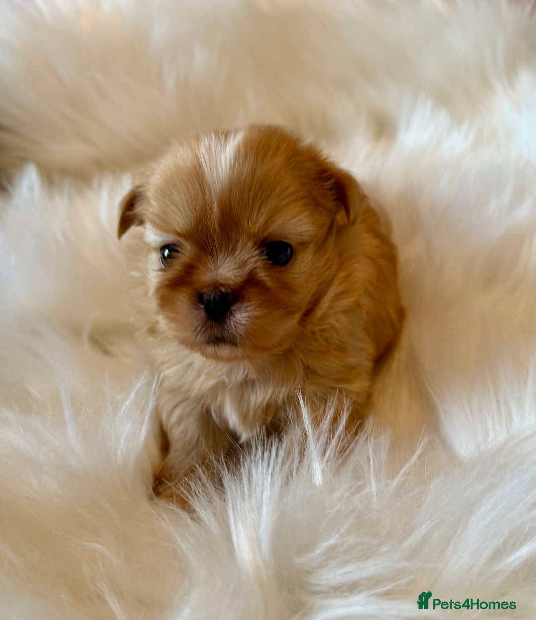 Shih Tzu dogs for sale: Stunning Imperial Shih Tzu’s  - Image 4