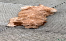 Goldendoodle dogs for sale: F1 miniature Goldendoodle puppies. - Image 10