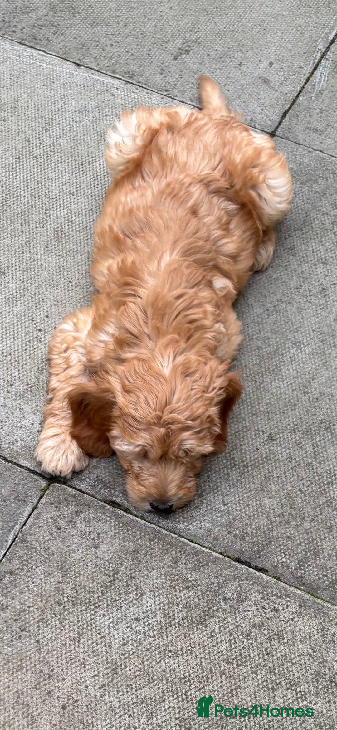 Goldendoodle dogs for sale: F1 miniature Goldendoodle puppies. - Image 10