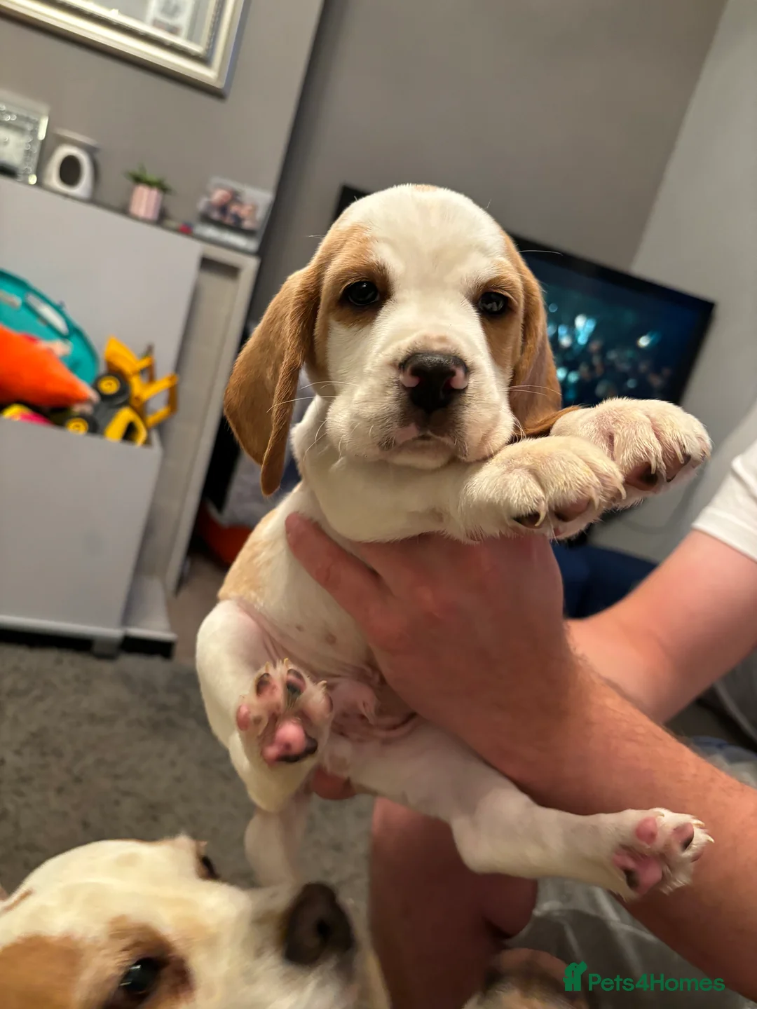 Beagle dogs for stud: White and Tan Beagle for Stud ONLY in Huddersfield - Advert 18