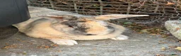 Mixed Breed rabbits for sale: 3x Cahsmere x rabbits  in Chesterfield - Advert 3