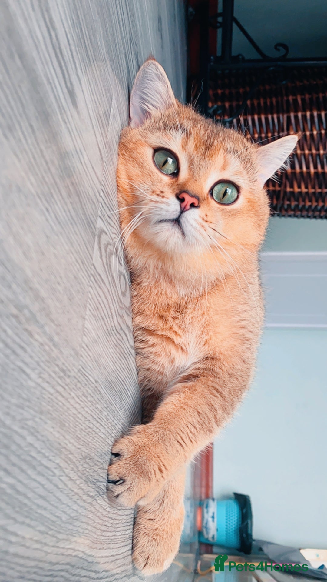 British Shorthair cats for sale: British Shorthair up for adoption  - Advert 2