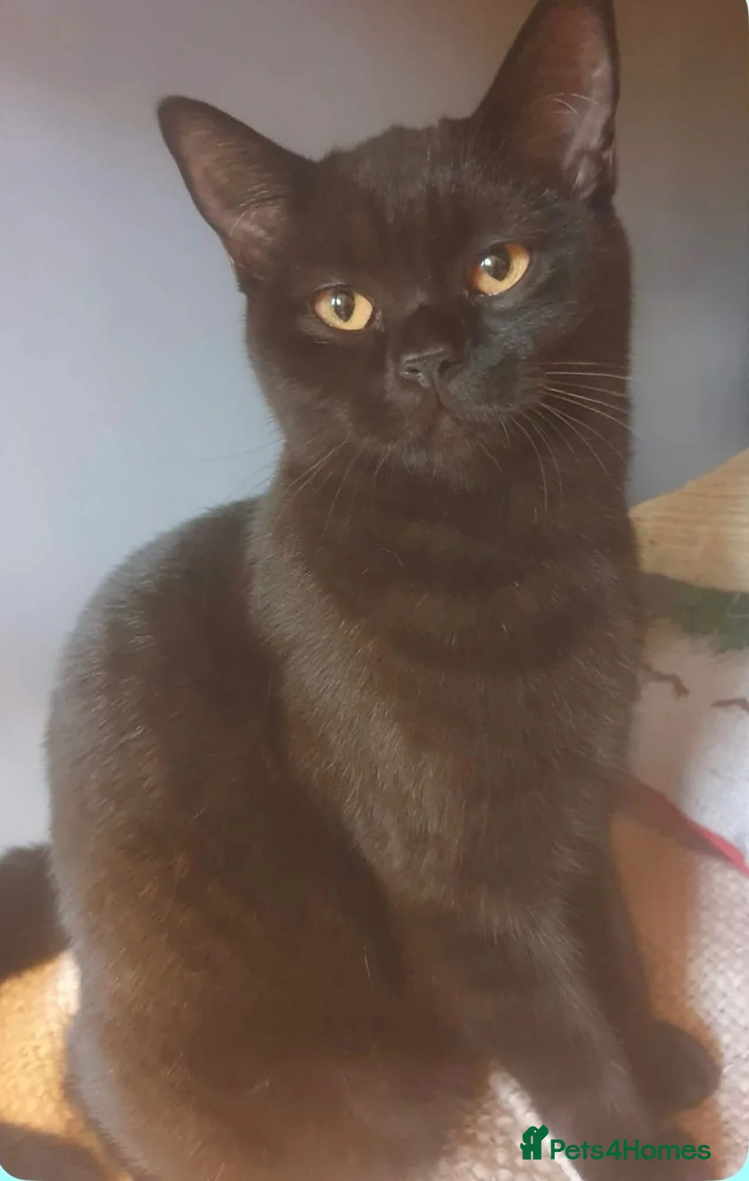 British Shorthair cats for sale: British Shorthair Kitten - Advert 2