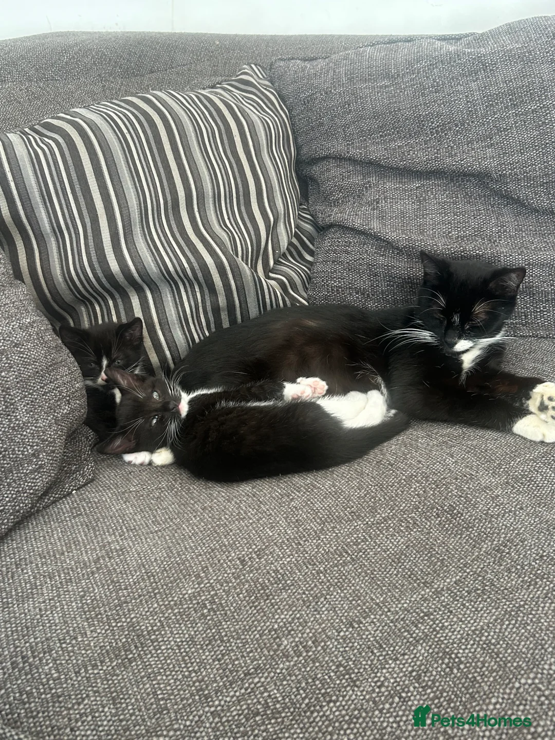 British Shorthair cats for sale: Kittens  - Advert 10