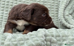 Mixed Breed dogs for sale: French Bulldog x Springer Spaniel pups ready 15Oct - Image 24