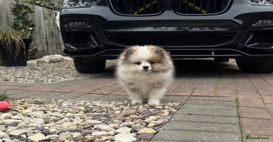 Pomeranian dogs - Advert 3
