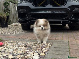 Pomeranian dogs - Advert 3