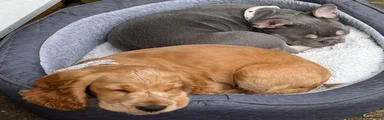 Cocker Spaniel Puppy 1