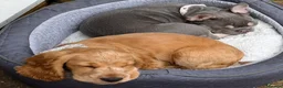 Cocker Spaniel dogs for sale: KC REGISTERED Show cocker spaniel health tested  - Advert 8