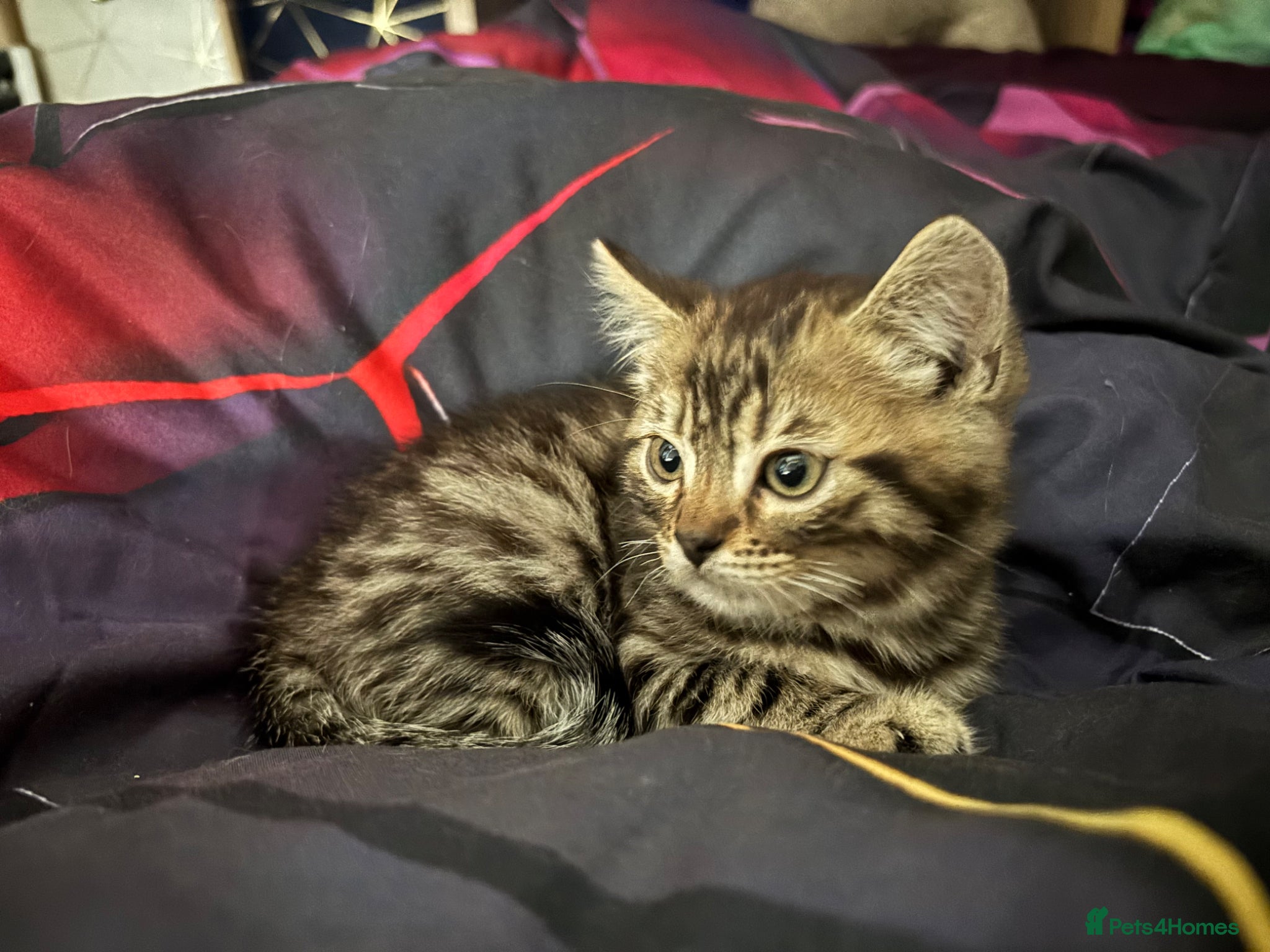 Mixed Breed cats **REDUCED**ONLY 1 KITTEN LEFT Bengal cross  - Advert 3