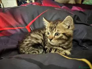 Mixed Breed cats **REDUCED**ONLY 1 KITTEN LEFT Bengal cross - Advert 3