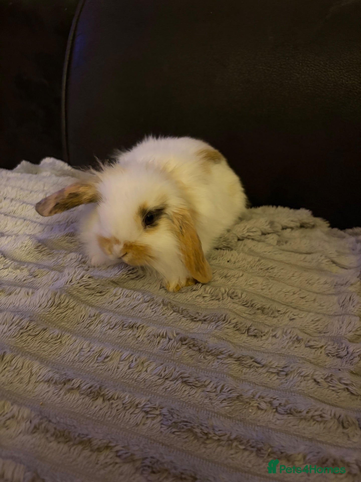 Mini Lion Lop rabbits Beautiful baby bunnies (x5)left ready 24.09.26 - Advert 13