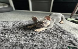 French Bulldog dogs for sale: *READY TO LEAVE* stunning lilac/tan girl frenchie - Image 5