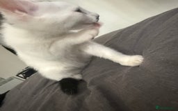 Mixed Breed cats for sale: Mixed Kitten for Sale - Image 3