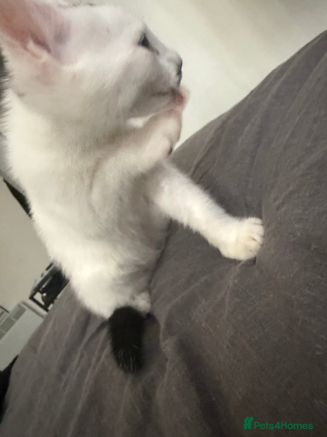 Mixed Breed cats for sale: Mixed Kitten for Sale - Image 3