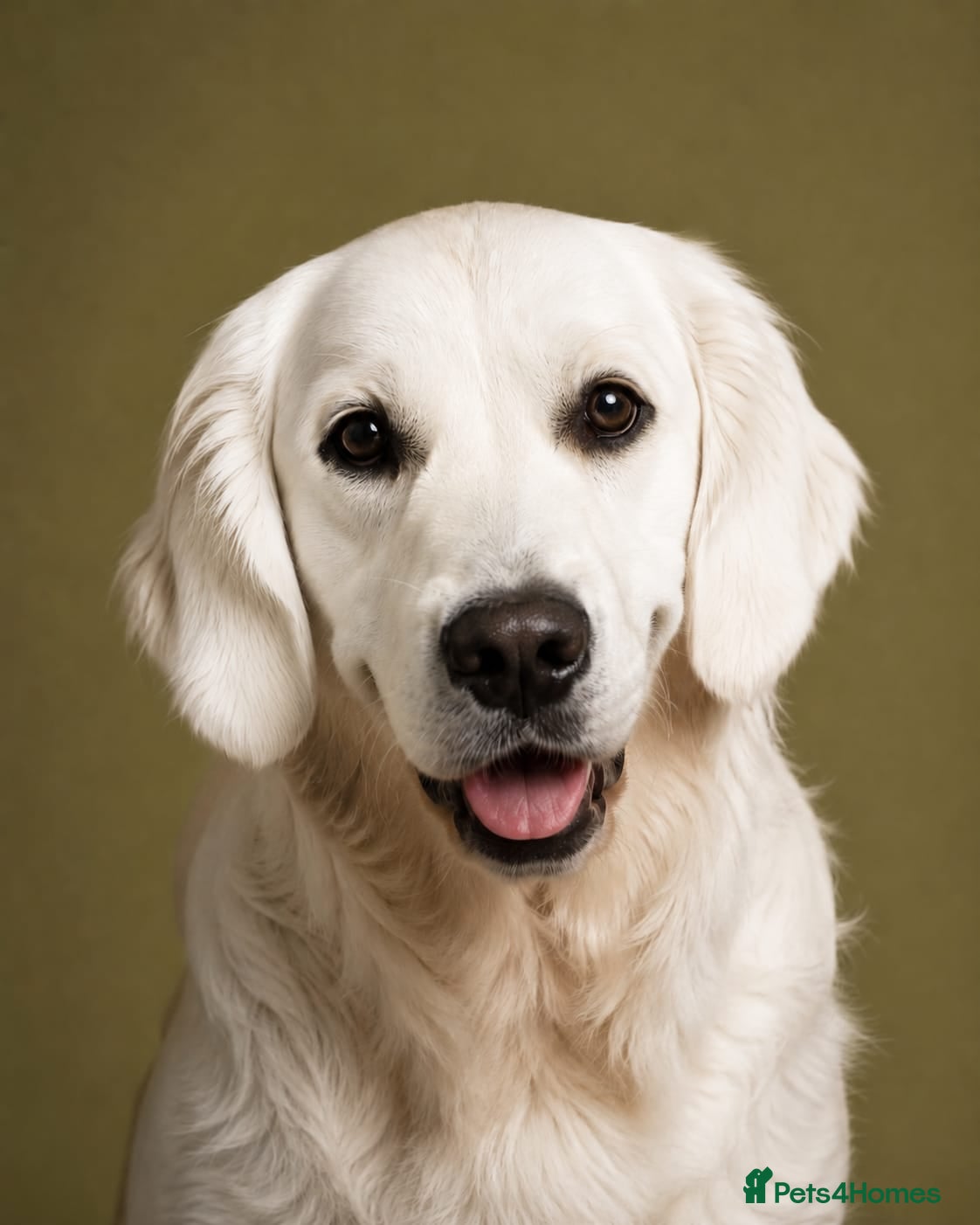 Golden Retriever dogs Extensively health tested show type kc reg - Advert 2