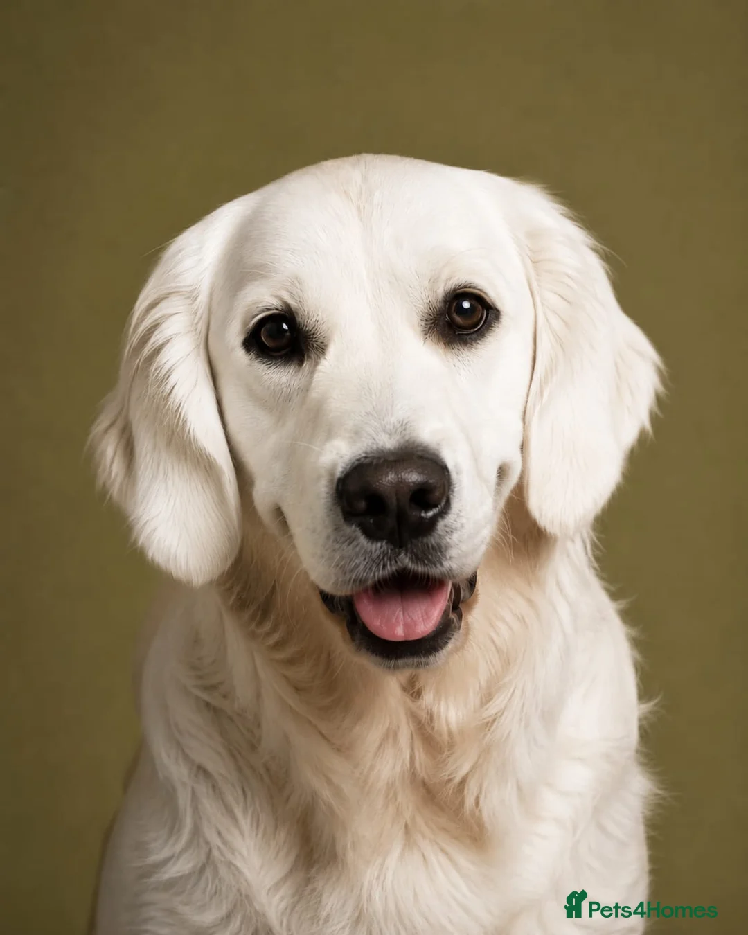 Golden Retriever dogs for stud: Extensively health tested show type kc reg - Advert 1
