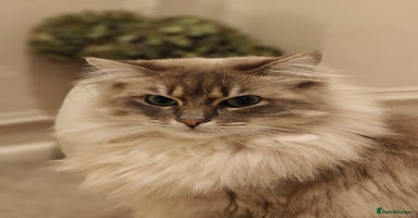 Ragdoll cats - Advert 13
