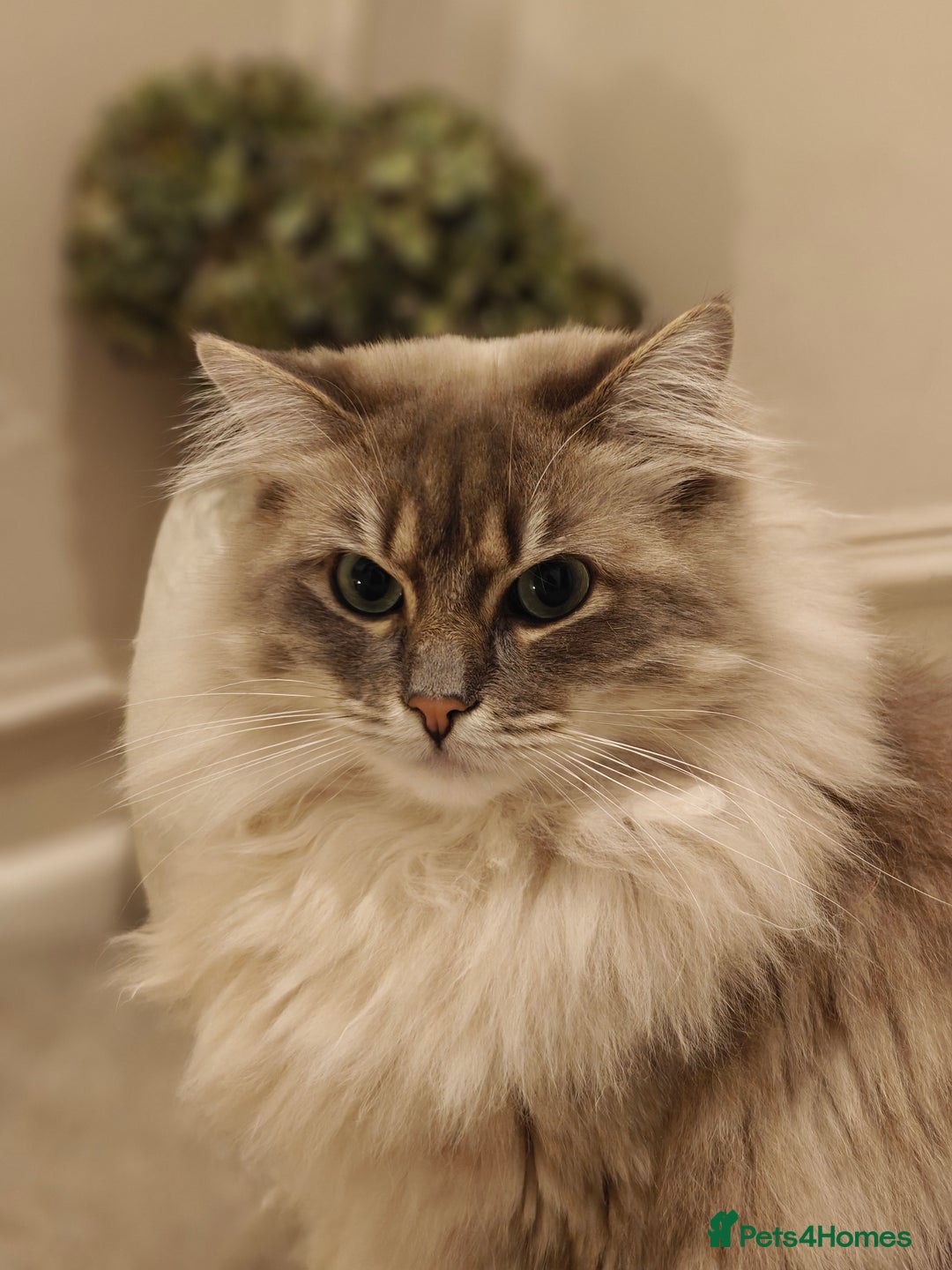 Ragdoll cats for sale: Beautiful Ragdoll/mainecoon cat - Image 3