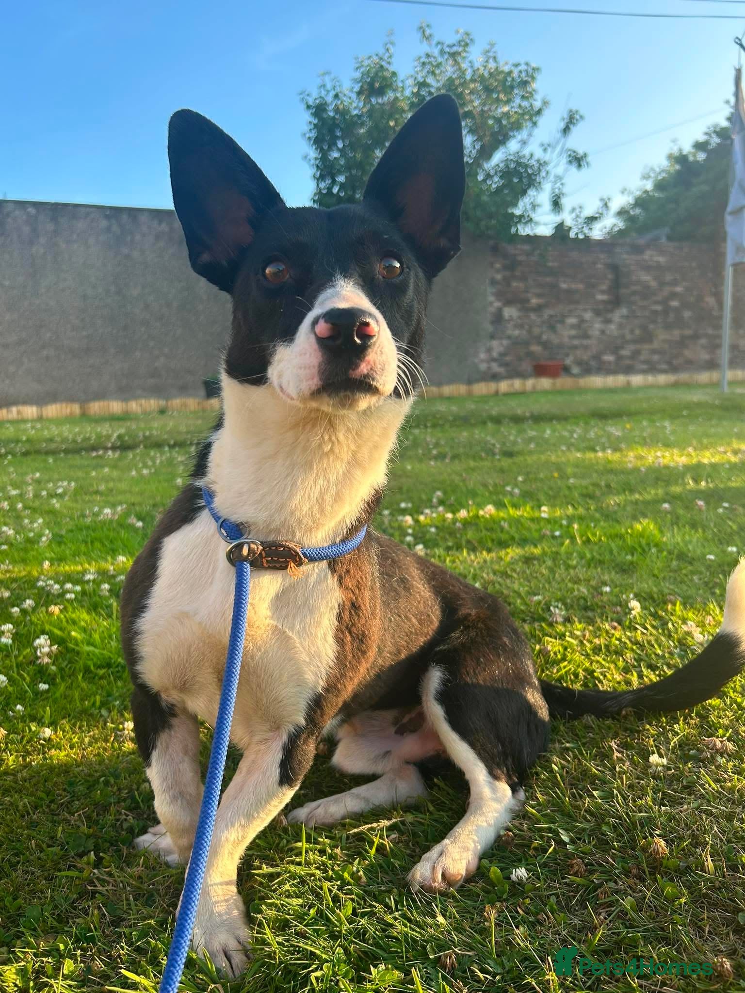 Mixed Breed dogs Meet Mash! 👂❤️ - Advert 2