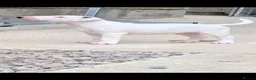 Bull Terrier dogs for sale: Bull terrier pups (1 male & 1 female) - Advert 20