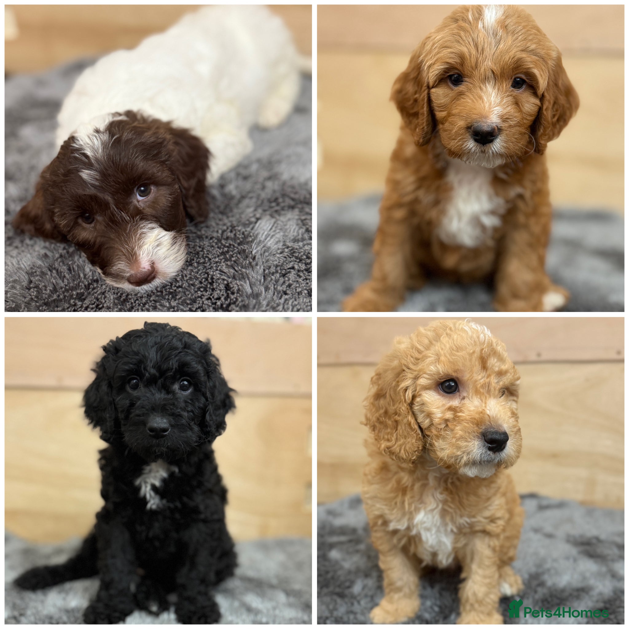 Australian Labradoodle dogs 6 Australian Labradoodles Pups - Ready End of May  - Advert 2