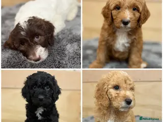 Australian Labradoodle dogs 6 Australian Labradoodles Pups - Ready End of May - Advert 2
