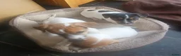Jack Russell dogs for sale: Jack Russell Puppies for sale - Advert 5