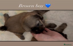 Shih Tzu dogs for sale: 4 shih tzu puppies for sale  - Image 12