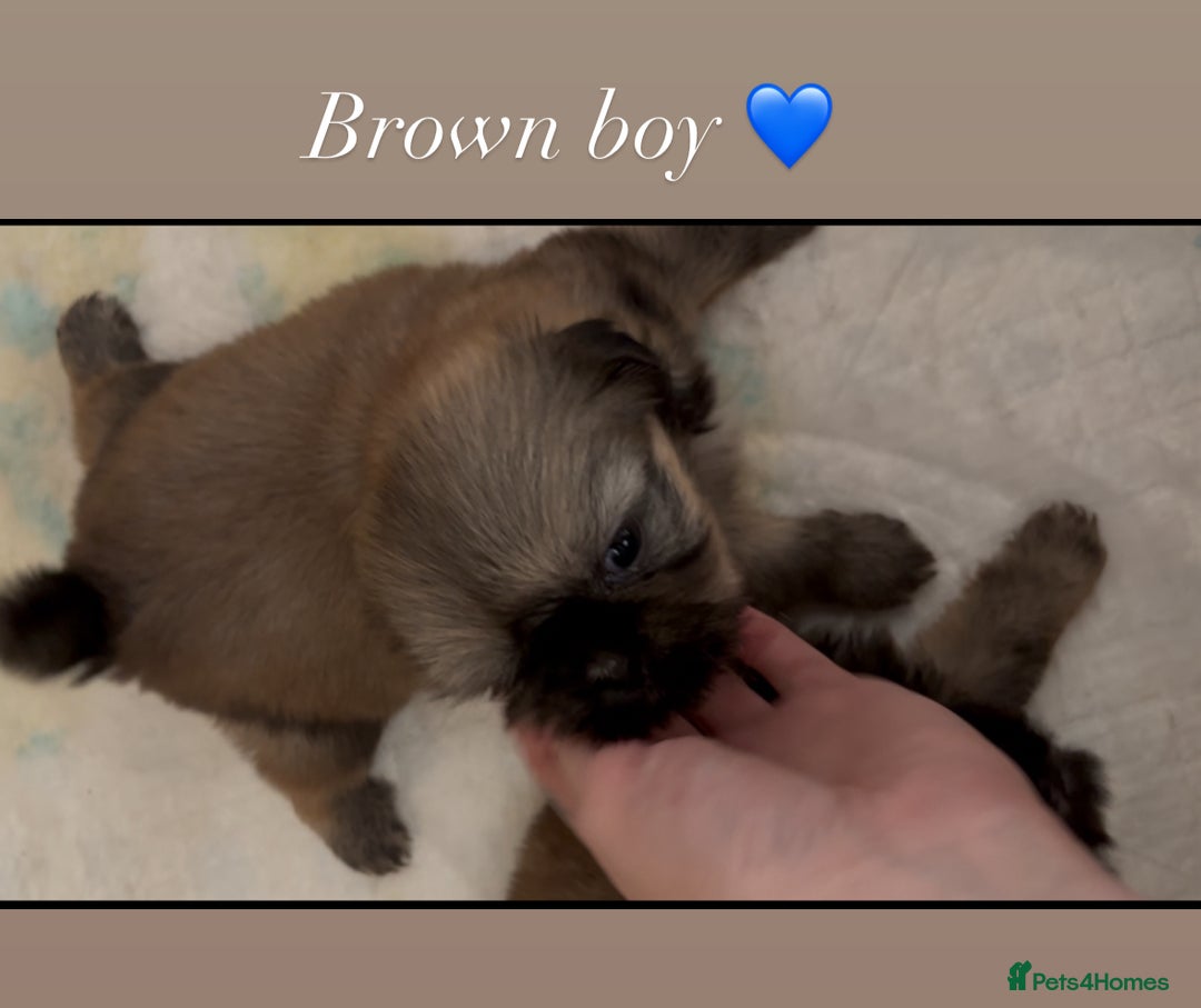 Shih Tzu dogs for sale: 4 shih tzu puppies for sale  - Image 12